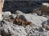 Malga Ciapela - Cima Ombretta di Mezzo